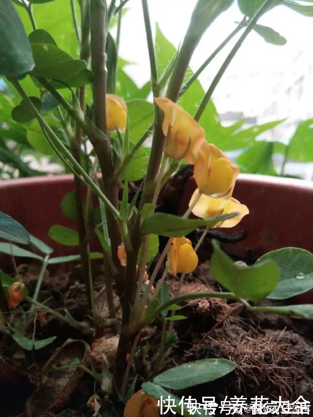 叶子|人参萝卜开花了,我种的花,都是这么奇奇怪怪