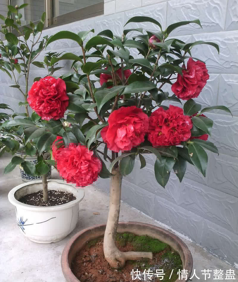 寓意|12种花,建议养一盆,不仅吸收废气,还有“旺财添福”的美好寓意