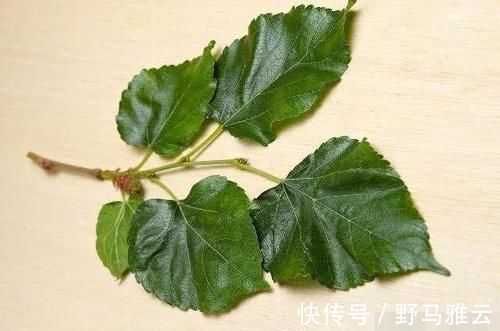 桑叶|白发多别忙拔,洗头时加点它,白发悄悄黑回来,还能防“脱发”