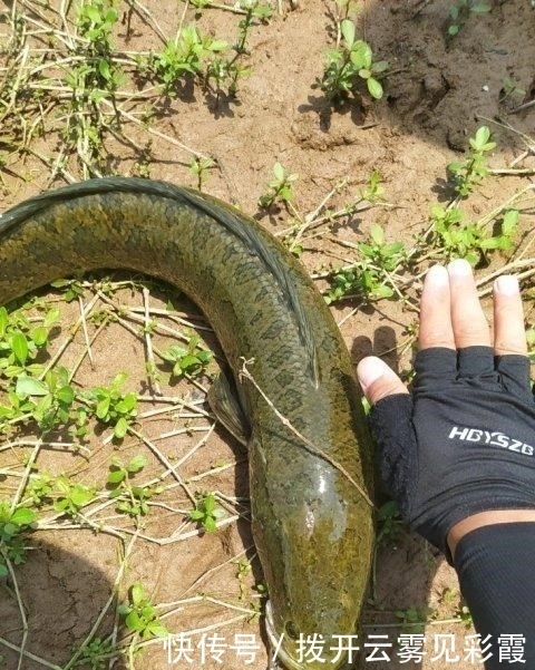 长江君|没人电鱼后,成都郊外水塘黑鱼泛滥,有人半天钓了十几条