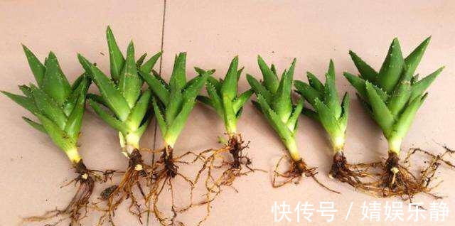 养芦荟,盆里浇一种“肥水”,侧芽不停冒,一年长满盆,又开花