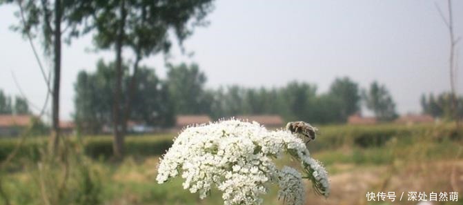 一种野草是蛇的天然“床铺”,开花美价值高!野外遇到最好别碰!