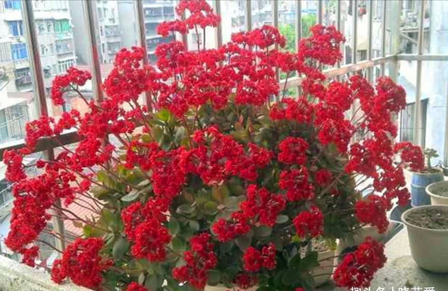 养不活花的人，建议养这“5种花”，好养好看又实用