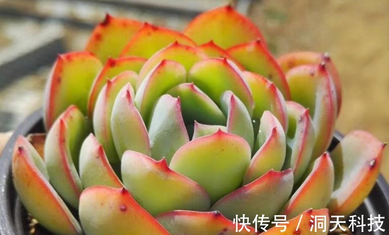 多肉|平常翠翠红红,出状态之后妖妖艳艳,这种多肉名字还好听,叫晨露