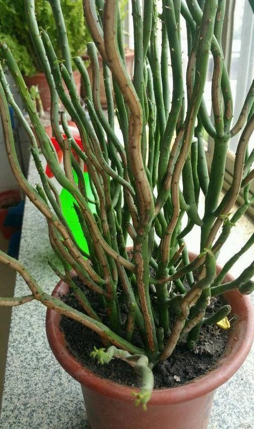 家里不能养的花,这3类绿植,白送都不要,危害巨大不建议养