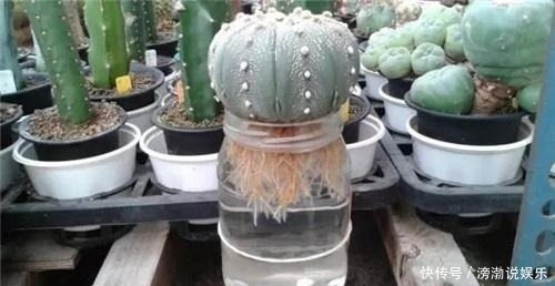 养护|多肉怕水其实错了！5个科属的多肉“水培”以后，会长得更好