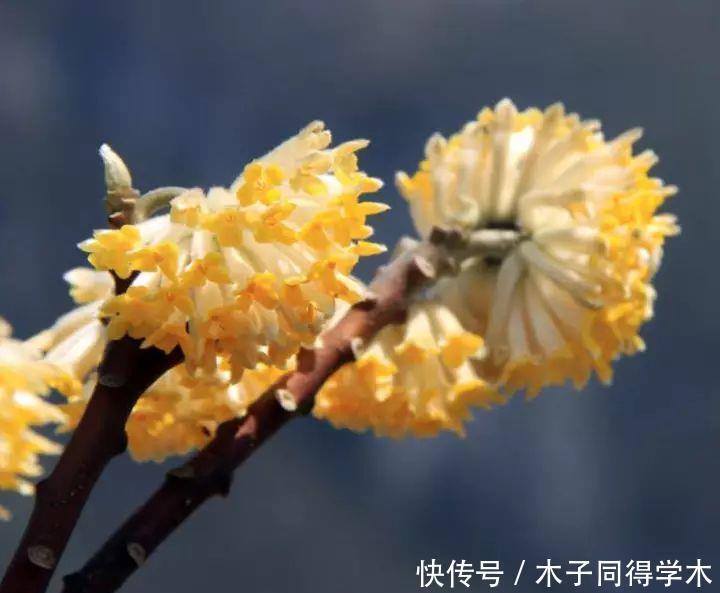 打结花！真漂亮啊！