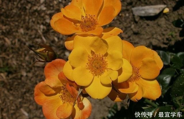 25款庭院月季推荐。助你打造五彩缤纷的庭院,丰花好养还能盆栽