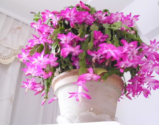 蟹爪兰花谢后,每7天涂点“催花水”,不出半月就再次冒花苞了