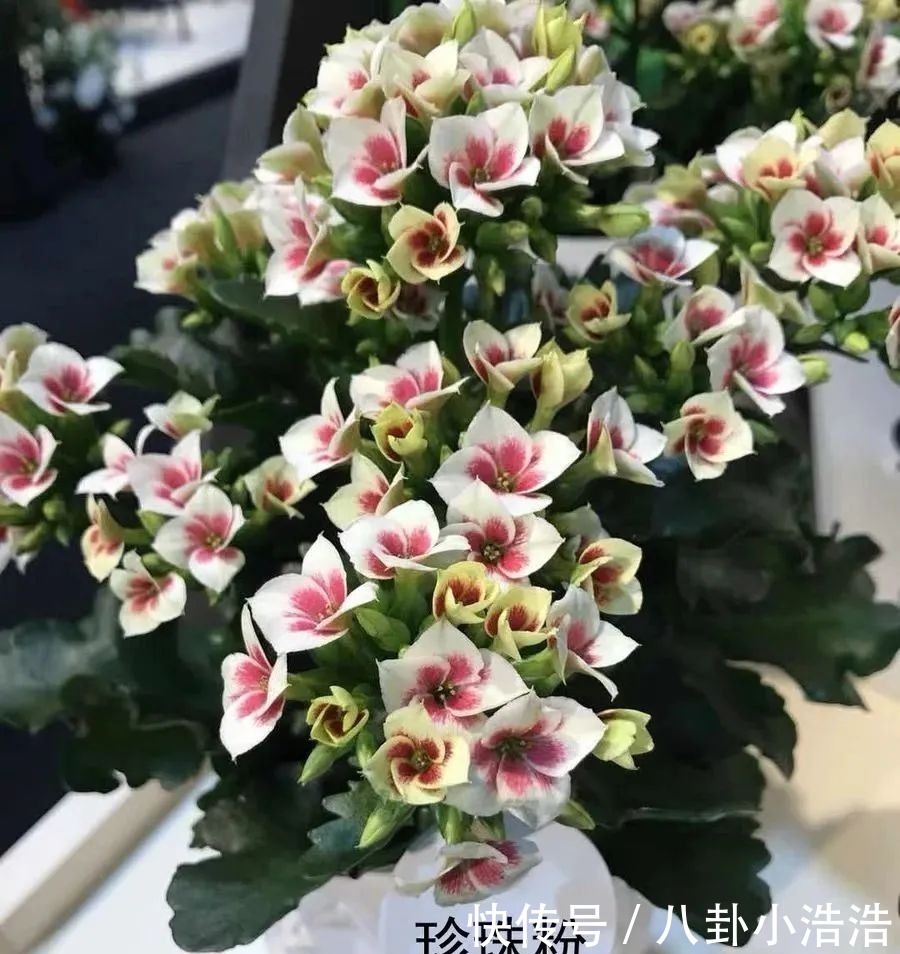 花期|45种长寿花,个个都是高颜值,家里养几盆,美得移不开眼