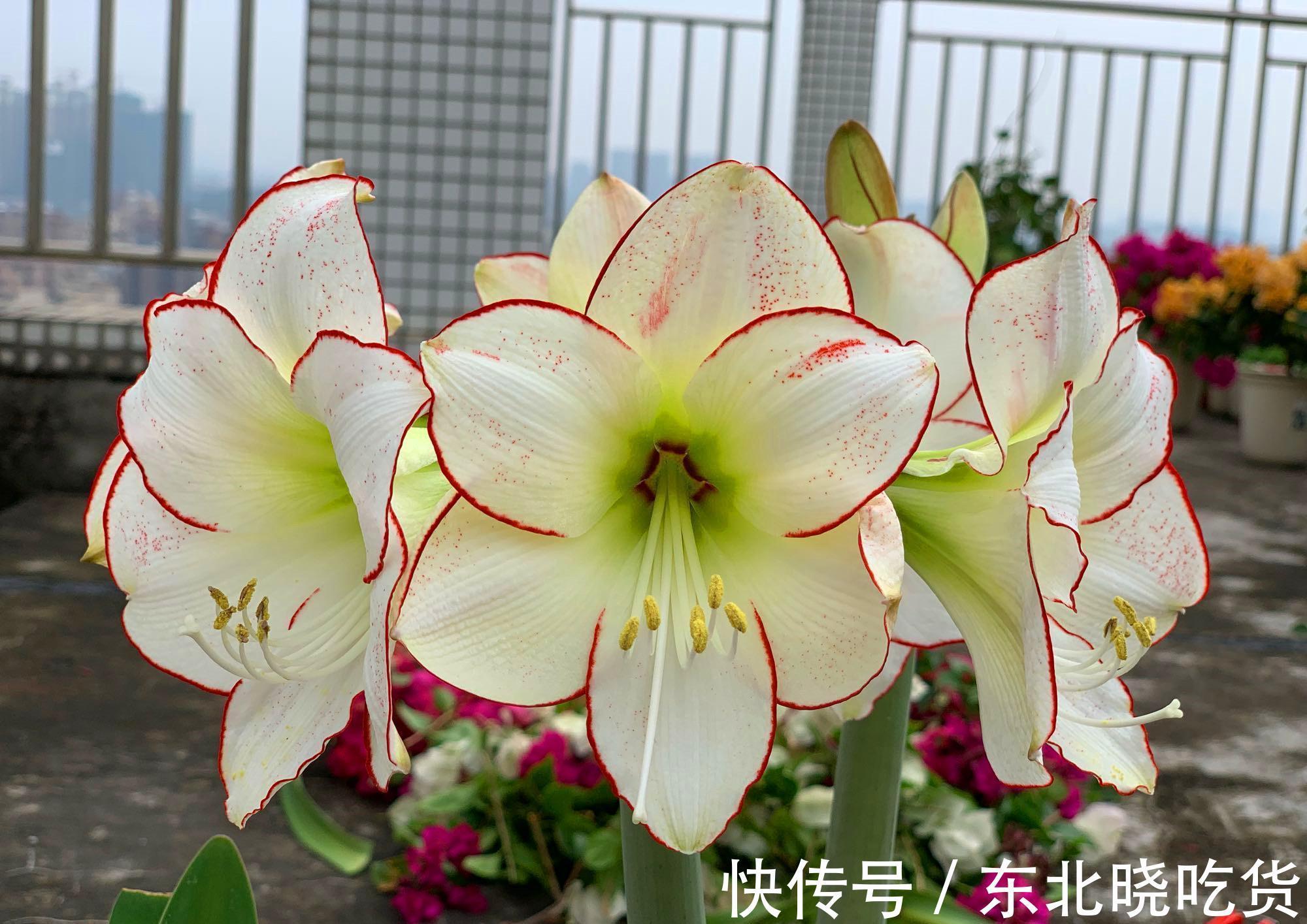 最喜欢怒放的花卉，不仅花开漂亮，而且还很好养，冬季养花就选它