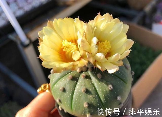 氮肥|想让仙人球开花，就靠一个“虐”，憋出一窝花芽，养成繁花小老桩