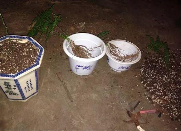 扦插|不用扦插,养花1盆变10盆,把根一掰,成活率翻倍!