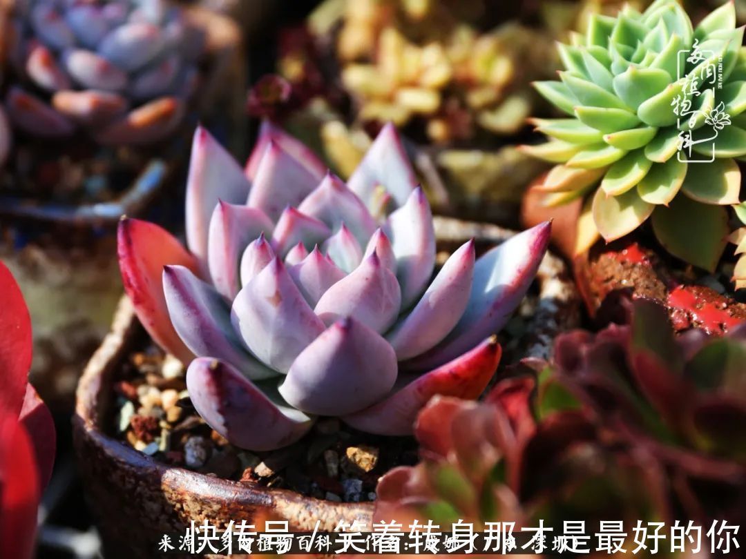 曾经的美肉，谢谢你们都惊艳过时光，谢谢你们都陪过我！