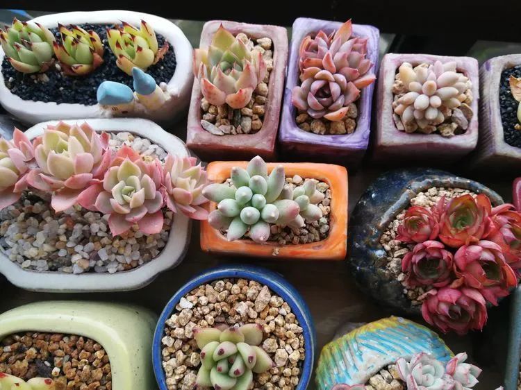 养多肉两年，200多盆养死的不到10盆，记录点点滴滴！