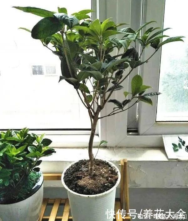 株形|7月必剪花,要抓紧时间,不然剪晚了不开花