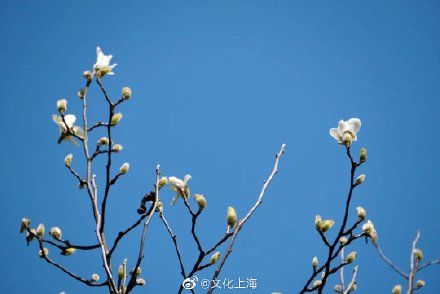 中年|樱花开了！玉兰也开了！上海牛年最早一波赏花，约吗？