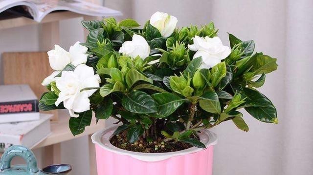 12月花市买到栀子花,掌握浇水技巧,才能叶绿根壮,满头花苞全开