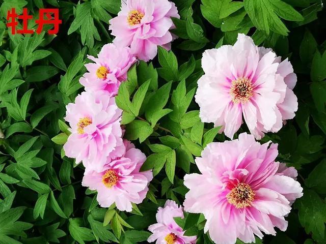 喜欢牡丹花，却一不小心买到芍药！附牡丹花品种图鉴大全