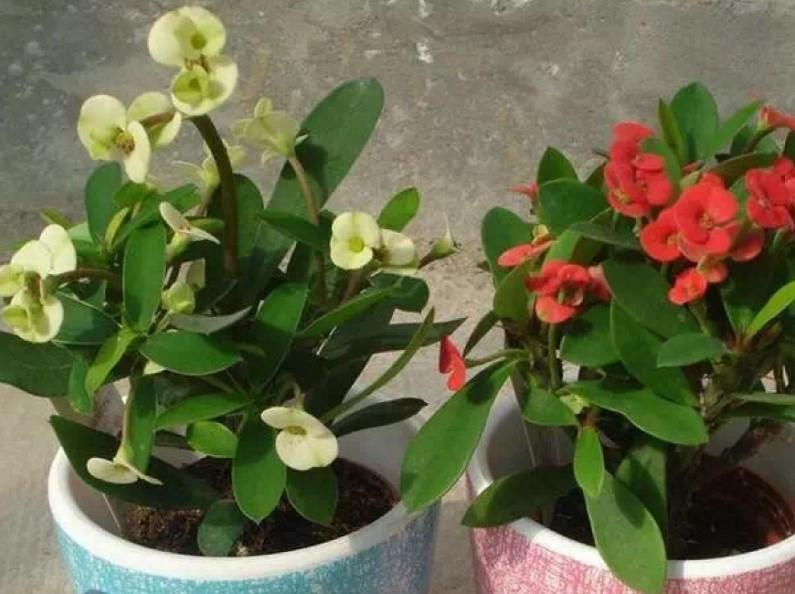 虎刺梅|盆栽虎刺梅,日常这么养,才能爆出一大片小花!