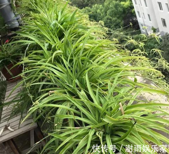 积水|为花友们介绍5种既养人又镇宅的花,盆栽养一盆很值