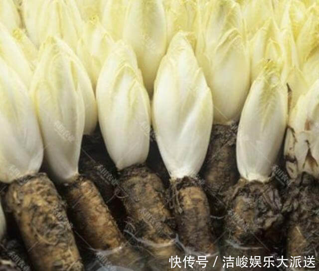 菊苣|此种“废根”可以当盆栽，埋花盆里7天，长成“黄金菜”，1斤30元