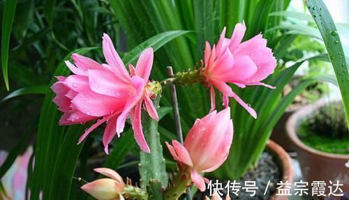 柳条|4种“垃圾”,垫在花盆下,烂根黄叶再也没了,啥花都越养越旺