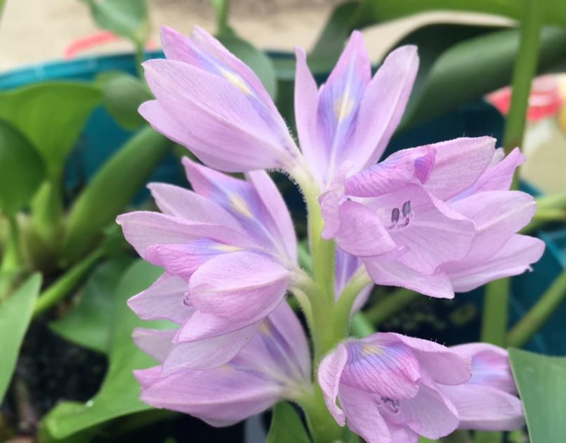 种植|喜欢水生植物却不知道养什么?这几种水生植物推荐给你,漂亮又好养