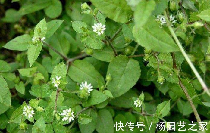 田地|田地里的此物可能是鼻炎的杀手，每天闻它有助于缓解鼻塞问题！