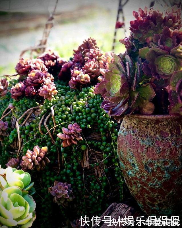 盆栽|他痴迷养多肉,将500多盆多肉养出“高级感”,大家都夸美如仙境