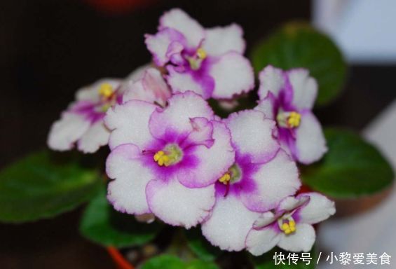 花海|这些花好养易活,旺财又养人,开花多又漂亮,轻松爆成花海
