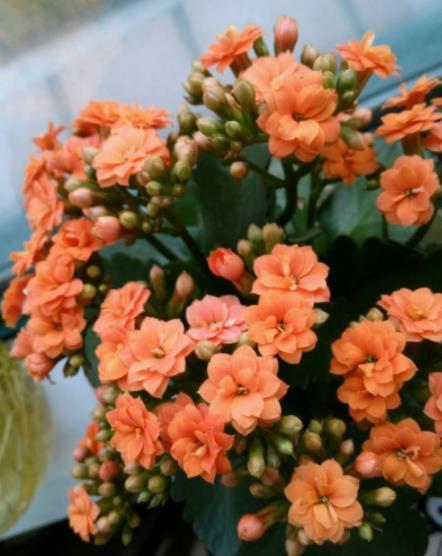 5种漂亮花,现在养一盆正当时,能开到明年夏天,适合新手花友