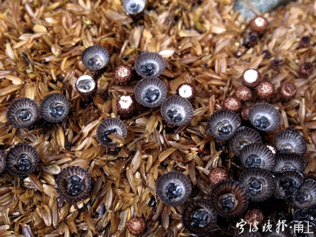 蘑菇|多人食用后中毒！医生：没有特效药，死亡率很高