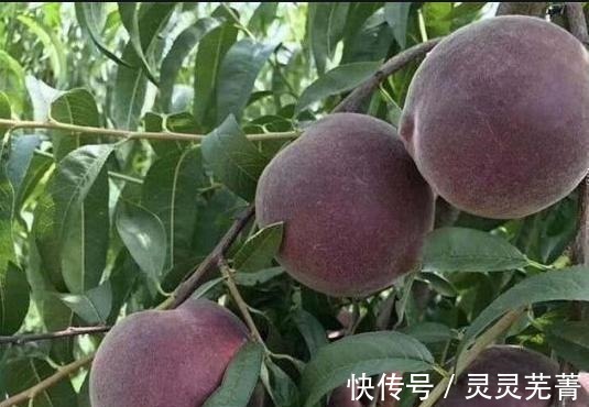 空地|家里有空地的，此树种上两棵，果肉甜美，抗旱耐冻易打理！