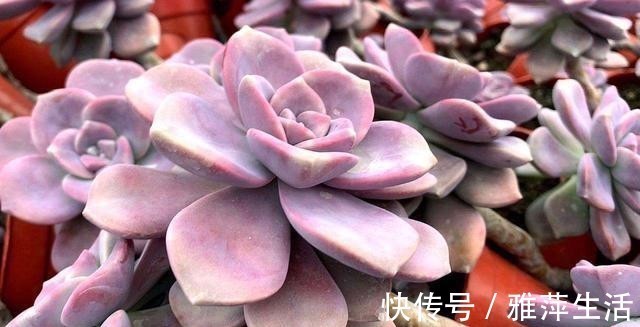 紫乐冬天如何过冬?方法很简单,看完就明白了