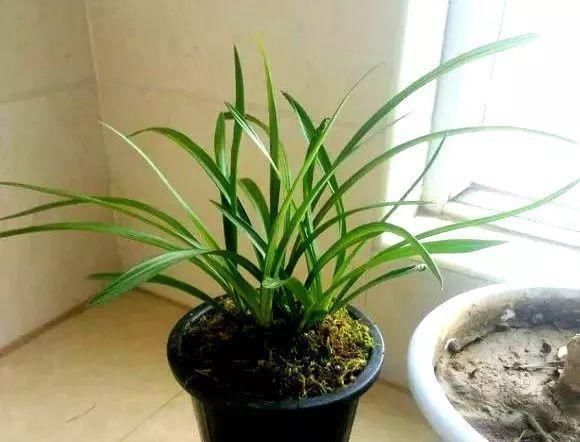 浇水|公认最难养的8种花，叶子动不动就发蔫，新手慎买！