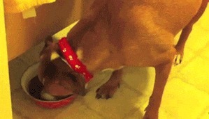 |搞笑GIF:昨天领女友回家吃饭,只顾着看她了,全家人大气都不敢喘一下