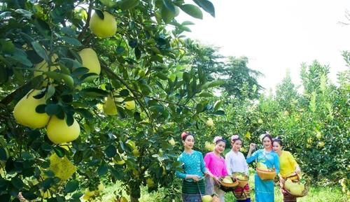 到西双版纳，这些热带水果没吃就白来了