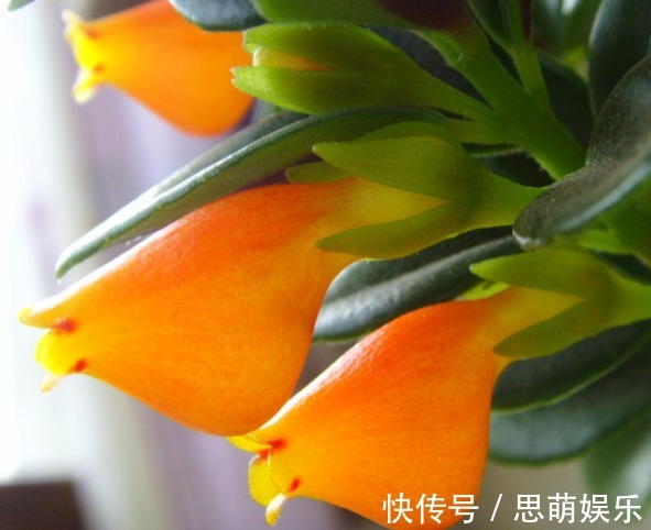 开花像是金鱼,不仅开花很多,新手也能轻松养好