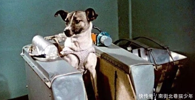 致敬太空英雄莱卡，这只世界上首登太空的狗狗，永远的航天丰碑