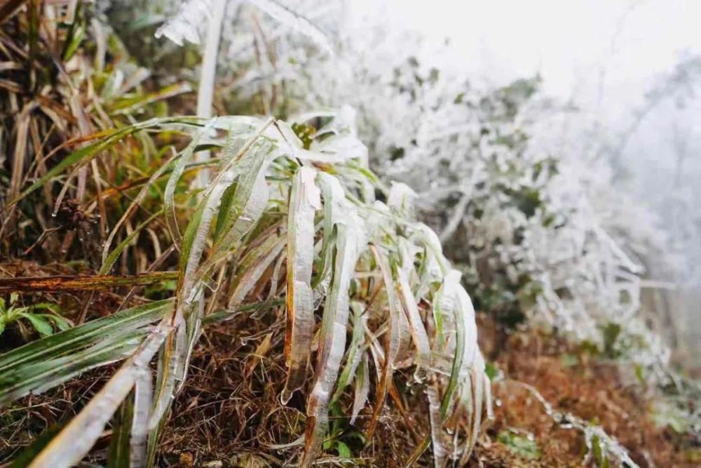 武鸣大明山化身“冰雪世界”， 雾凇云瀑美如仙境！