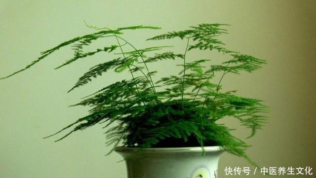 这几种花是酒鬼,浇水兑点啤酒水,叶子绿油油!