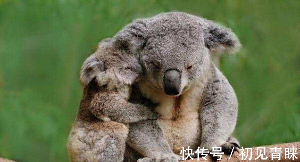 剧毒|毒番石榴树有多毒,摸都摸不得,在树下躲雨都能中毒