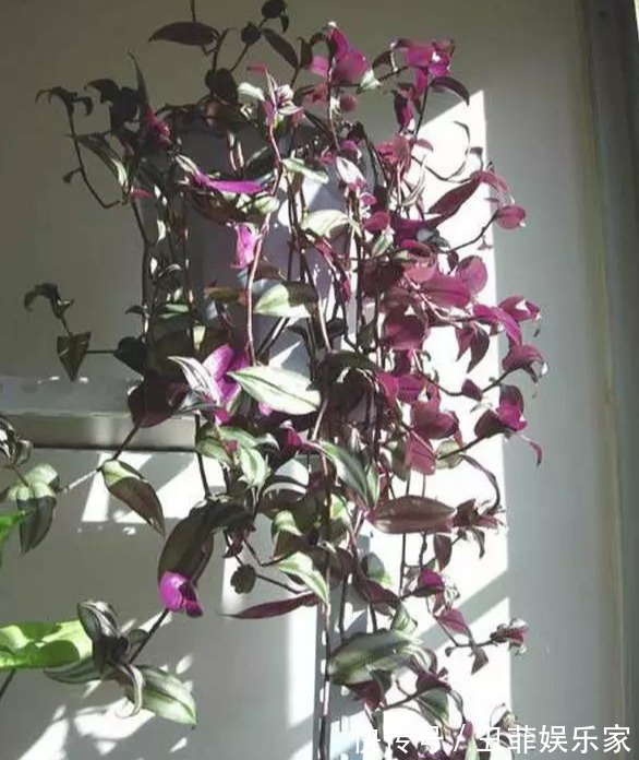 这3种吊兰千万别这么养,不然疯长爆芽,控制不住!