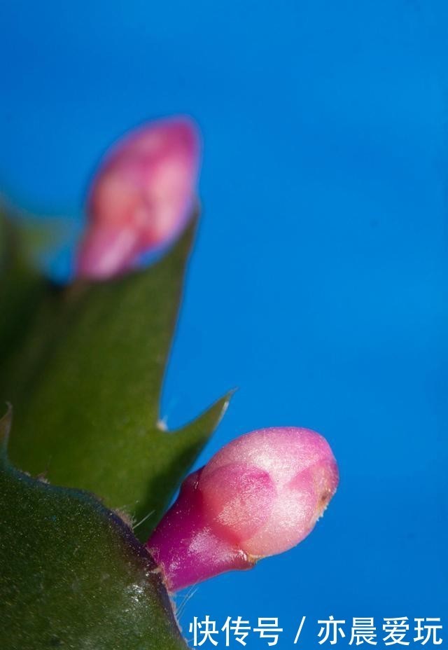 最畅销|蟹爪兰换盆时间温度为主,季节为辅!这样换盆更合理!