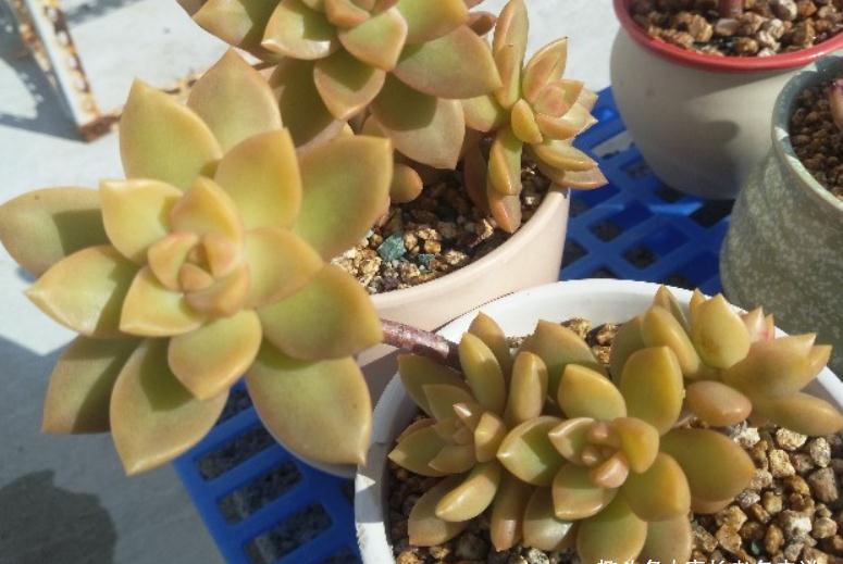 金黄色|多肉黄丽和布丁本是同根生,奈何一个已无人问津,一个则深得民心