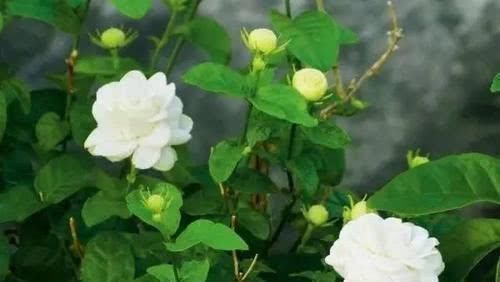 层叠群花|茉莉花有4喜,了解掌握,开出层叠群花,满屋都是花香