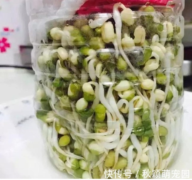 阳台最适合种“4种菜”，7天就上桌，漂亮又好养，吃完一茬又一茬