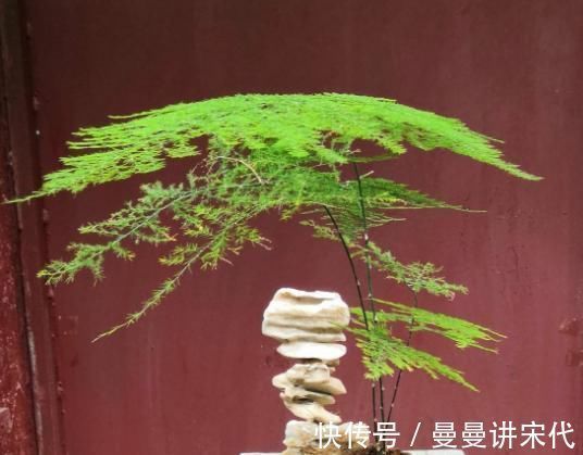 散光|最不耐晒的3种花,养在室内才好看,搬出去一天就枯了