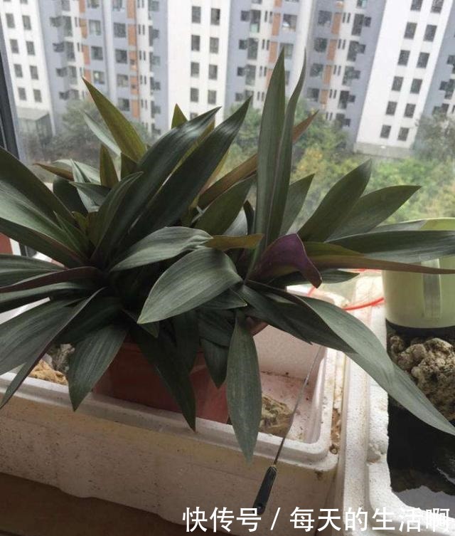 养花最忌讳的3种行为,每一个都会植物产生伤害!